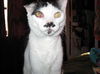 PeeWee DECLAWED