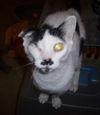 PeeWee DECLAWED