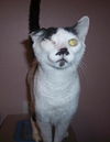 PeeWee DECLAWED