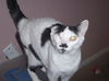 PeeWee DECLAWED