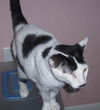 PeeWee DECLAWED