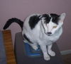 PeeWee DECLAWED