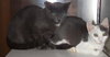 Tobie ~ Sweet And Overlooked