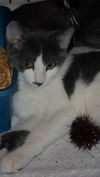 Patch the Cuddly & Chatty Kitten