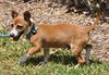 Gibbs the Baby Jack