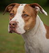 Hoops the Boxer Bulldog