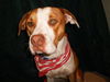 Hoops the Boxer Bulldog