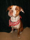 Hoops the Boxer Bulldog