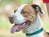 Hoops the Boxer Bulldog