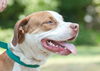 Hoops the Boxer Bulldog