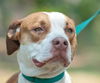 Hoops the Boxer Bulldog