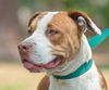 Hoops the Boxer Bulldog