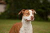 Hoops the Boxer Bulldog