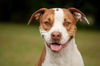 Hoops the Boxer Bulldog