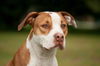 Hoops the Boxer Bulldog