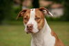 Hoops the Boxer Bulldog