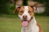 Hoops the Boxer Bulldog