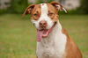 Hoops the Boxer Bulldog
