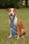 Hoops the Boxer Bulldog