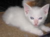 Lemur the Flamepoint Siamese Kitten