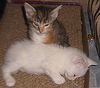 Lemur the Flamepoint Siamese Kitten