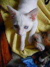 Lemur the Flamepoint Siamese Kitten