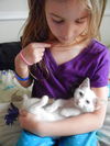 Lemur the Flamepoint Siamese Kitten