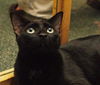 Ember the Emeraled Eye Bombay mix Kitten