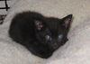 Ember the Emeraled Eye Bombay mix Kitten