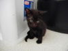 Ember the Emeraled Eye Bombay mix Kitten