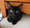 Ember the Emeraled Eye Bombay mix Kitten