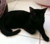 Ember the Emeraled Eye Bombay mix Kitten