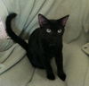 Ember the Emeraled Eye Bombay mix Kitten