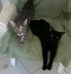 Ember the Emeraled Eye Bombay mix Kitten