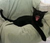 Ember the Emeraled Eye Bombay mix Kitten