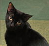 Ember the Emeraled Eye Bombay mix Kitten