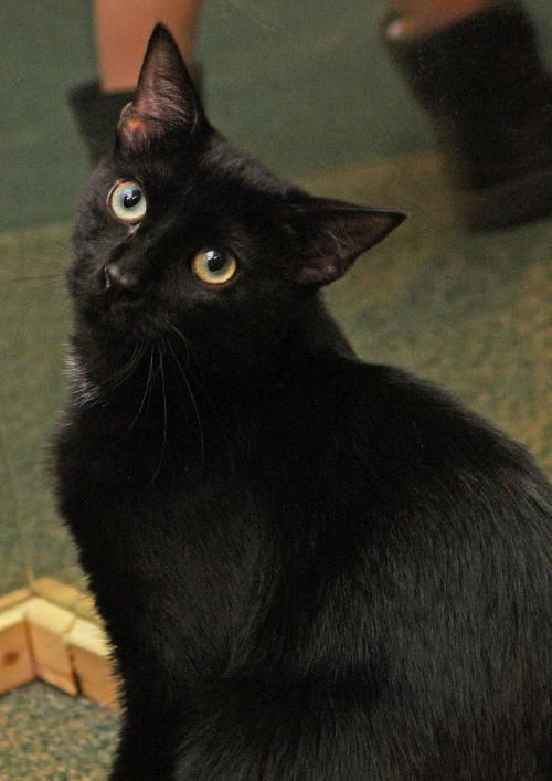 Ember the Emeraled Eye Bombay mix Kitten