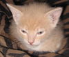 Sweetie Pants the Kitten