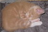 Sweetie Pants the Kitten