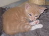 Sweetie Pants the Kitten