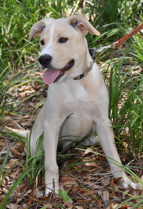 Odie the Yellow Lab