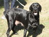 Willa the Mamma Lab