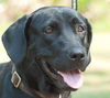 Willa the Mamma Lab
