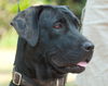 Willa the Mamma Lab