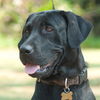 Willa the Mamma Lab