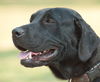Willa the Mamma Lab