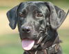 Willa the Mamma Lab