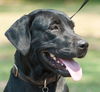 Willa the Mamma Lab
