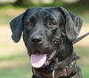 Willa the Mamma Lab