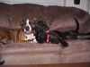 Willa the Mamma Lab